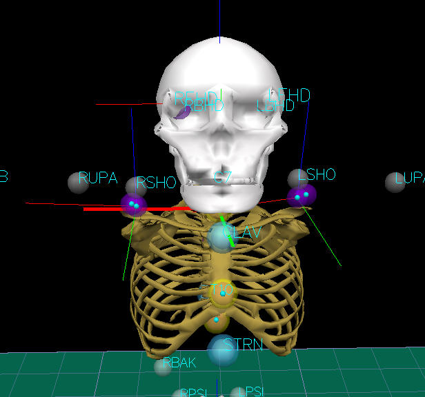 golemthoraxsegment4.jpg