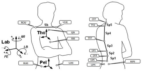 This image was taken from the Multi-Segment trunk paper