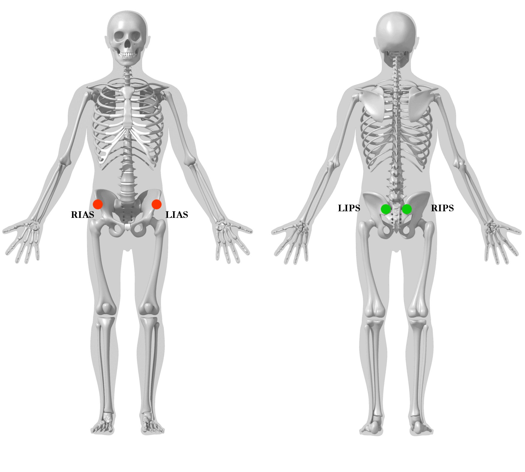 pelvis_segment_markers4jpeg.jpg