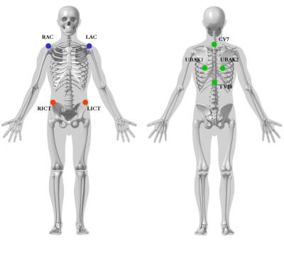 thorax_ab_markers2jpeg.jpg